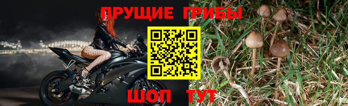 Узловая  Псилоцибиновые грибы Psilocybe  Вход с VPN 